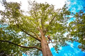 Best Tree Maintenance Programs  in Wimberley, TX