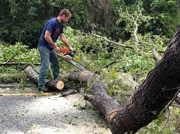 Best Utility Line Clearance  in Wimberley, TX