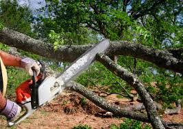 Best Lot and Land Clearing  in Wimberley, TX