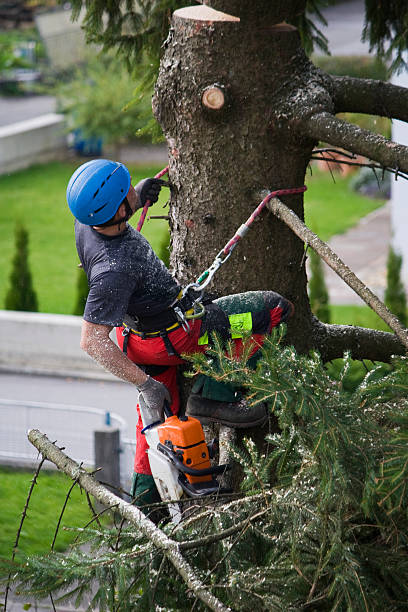 Best Storm Damage Tree Cleanup  in Wimberley, TX