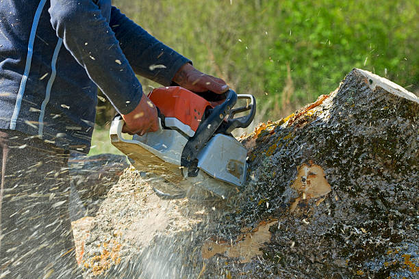 Best Commercial Tree Services  in Wimberley, TX