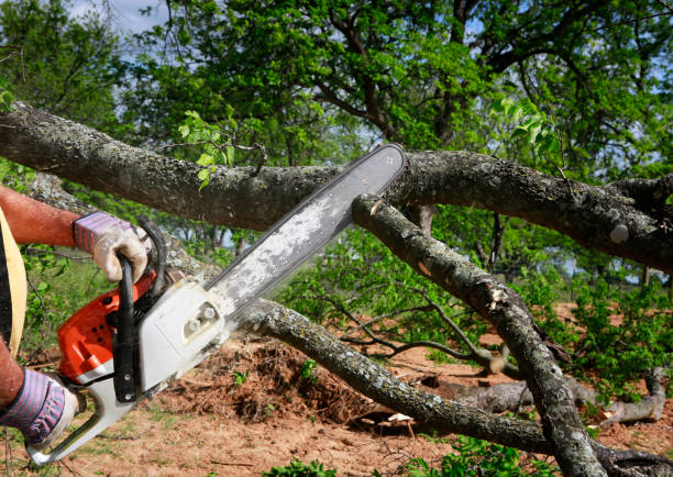 Best Lawn Renovation and Restoration  in Wimberley, TX