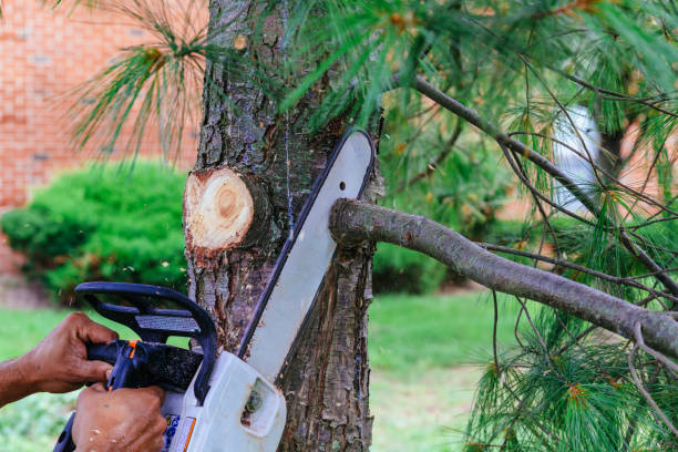 Best Hedge Trimming  in Wimberley, TX